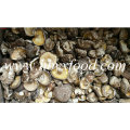 5.5cm bis getrockneter abnormaler Shiitake Pilz